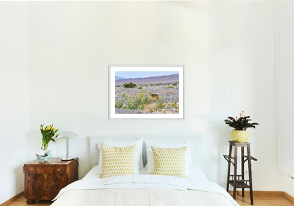 Lone Coyote Archival Print