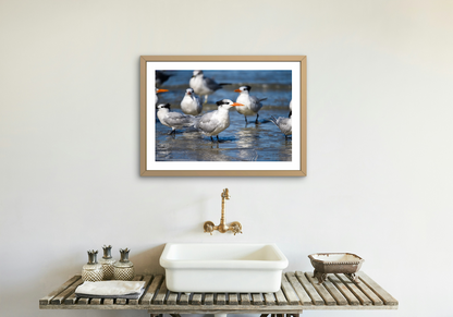 Royal Terns Archival Print