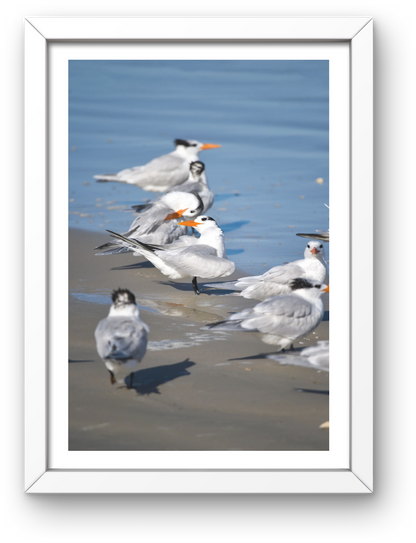 Royal Terns Archival Print